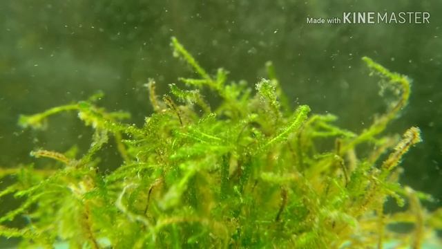 Борьба с водорослями на яванского мхе при помощи гаммаруса /Algae control with gammarus