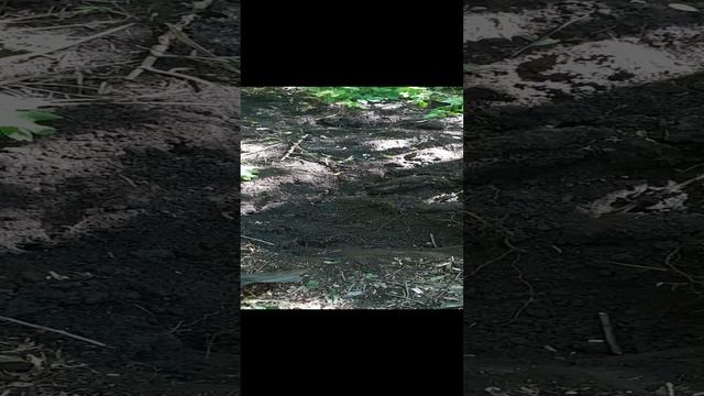 Грунт для саженцев клубники