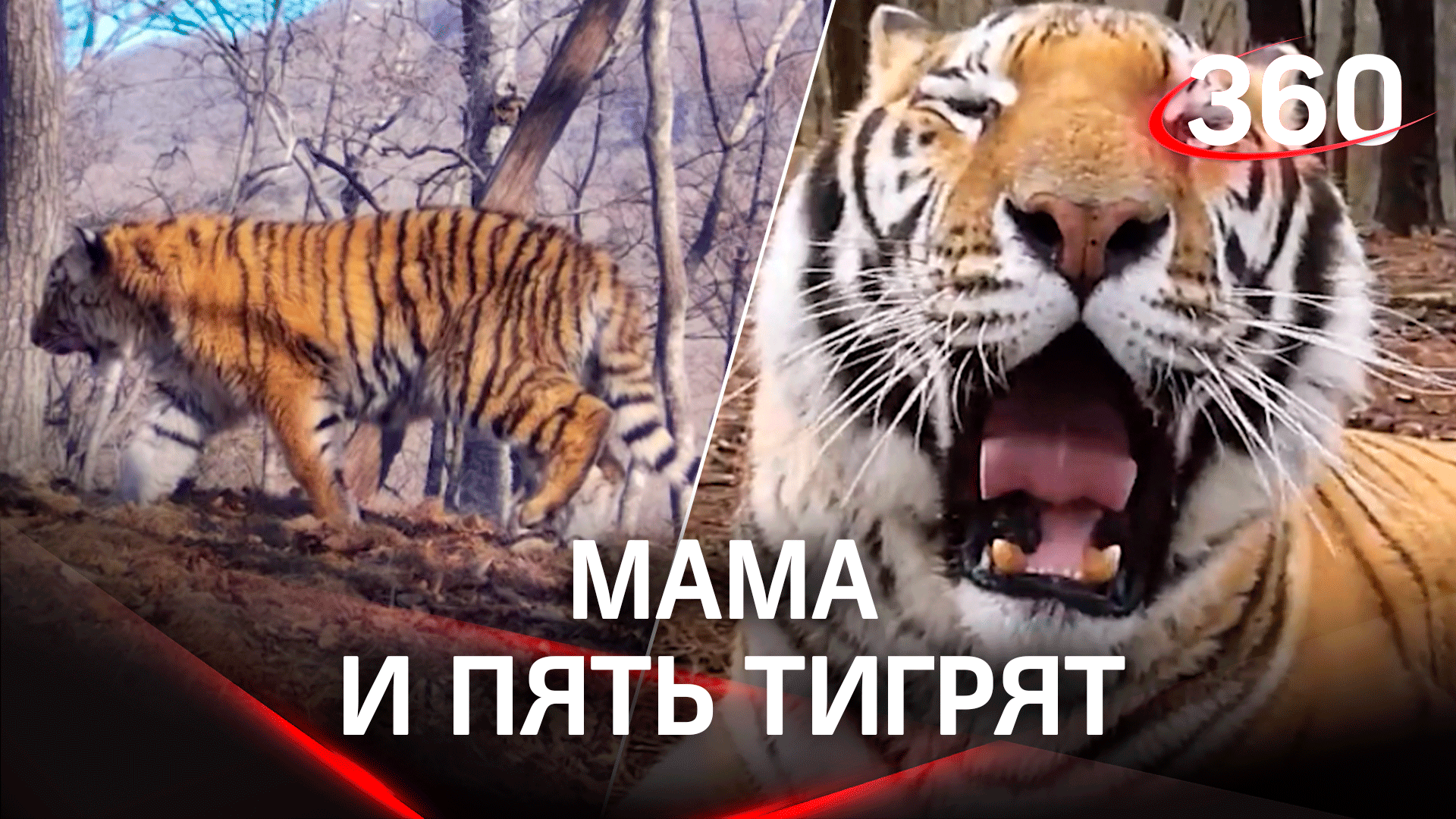 Амурская тигрица и пятеро тигрят попали на видео в нацпарнке «Земля леопарда»