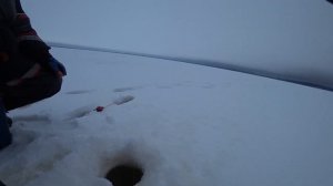 НОВАЯ ТЕХНИКА ДЛЯ РЫБАЛКИ!!! ЛОВЛЯ СИГА. КАК? КОГДА? НА ЧТО?