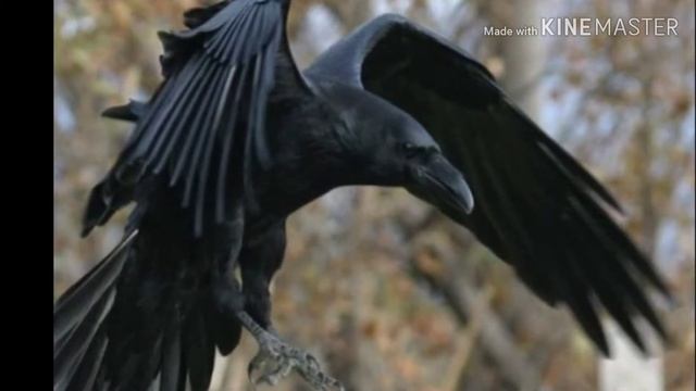 "Факты за две минуты" | То чего вы не знали о ВОРОНЕ смотреть онлайн