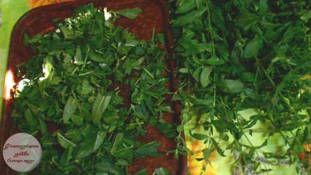 Как правильно сушить лекарственные травы смотреть онлайн