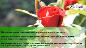 Зачем Подкармливать Растения Удобрениями - Нужны ли Растениям Подкормки - Удобрять Растения или Нет
