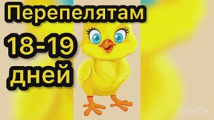 Перепелятам 18-19 дней. Мои Фараоны