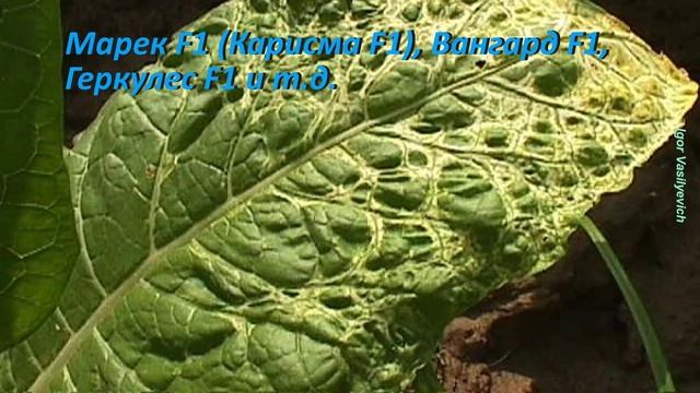 Опасные заболевания перца. Лечение перцев. Источник заражения. Профилактика болезней перца. Коротко смотреть онлайн