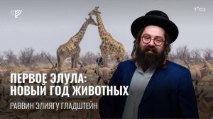 1 Элула: Новый год животных. Р. Элиягу Гладштейн