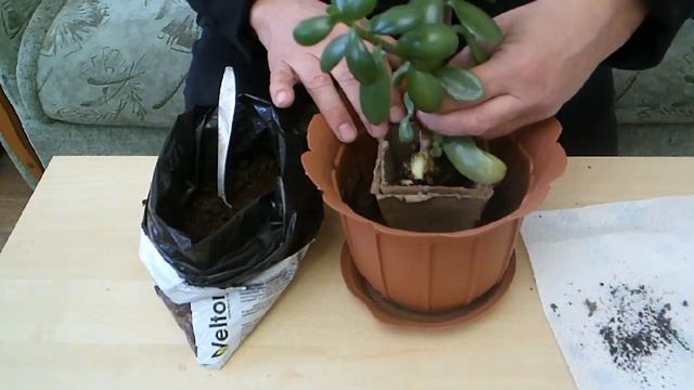 Как посадить цветок сразу в горшок побольше смотреть онлайн