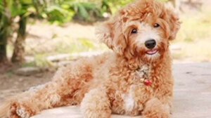 Интересные факты о пуделях