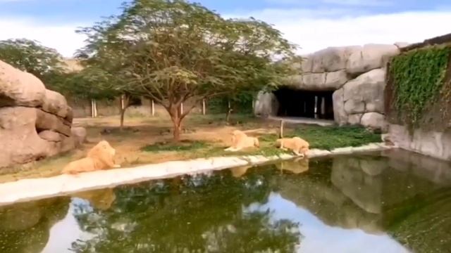 Safari Park Dubai Adventure ?????? | Dubai Zoo| Complete Tour of park смотреть онлайн