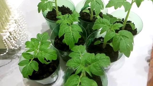 Делайте так и рассада помидор будет отличной смотреть онлайн