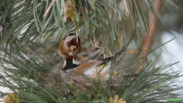 Кормление птенцов и мамы Щеглов - Feeding chicks смотреть онлайн