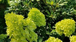 Цветение метельчатых гортензий - ГРАФФИТИ, ПАСТЕЛЬ ГРИН, САНДЕЙ ФРАЙЗ и др.