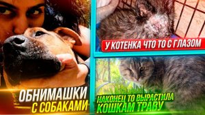 Обработка глаз котятам с подвала. Даю котам выращенную траву. Собаки отдыхают на заднем дворе.