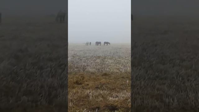 @ЛОШАДИНЫЙ МИР# ОСЕНЬ#ТУМАН#ТАБУН##КРАСОТА?? смотреть онлайн