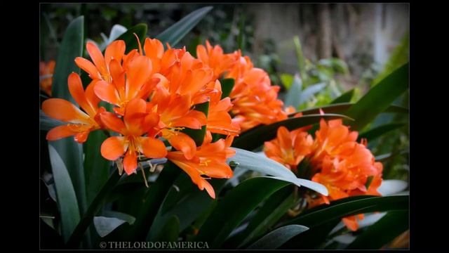 Clivia Miniata y su Bellisima Florescencia !!! [ Sept 2020 ] Full HD by Lord смотреть онлайн