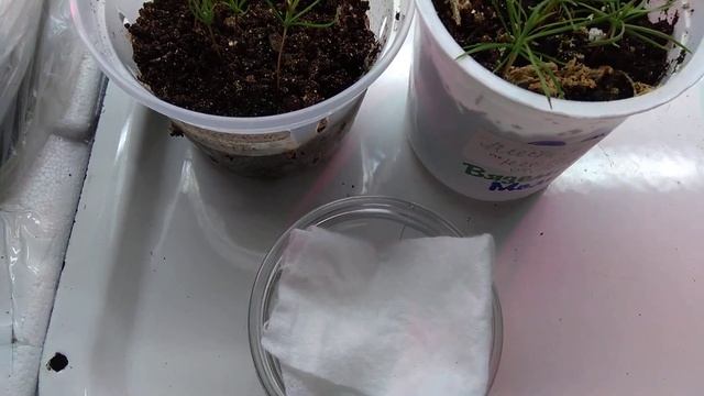 Всходы лиственницы из покупных семян. Часть 1 смотреть онлайн