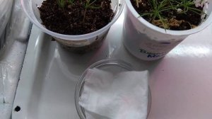 Всходы лиственницы из покупных семян. Часть 1