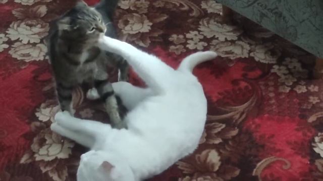ОДИН СЕРЫЙ ДРУГОЙ БЕЛЫЙ И РАФАЭЛЬ