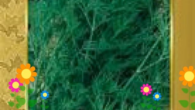 Укроп Кибрай (Kibray). Краткий обзор: Укроп Кибрай описание характеристик, где купить семена смотреть онлайн