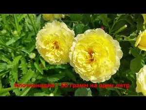 Трипсы на розах. Препараты от трипсов.