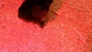 Определение пола у суточных цыплят Мехеленской кукушки (Малина). 2 линии Сибирской мохноножки.