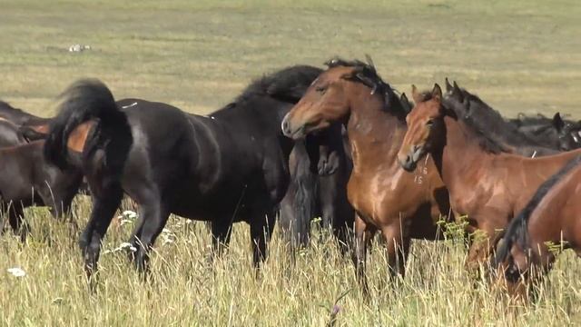 Жеребец проверяет готовность кобыл к спариванию смотреть онлайн