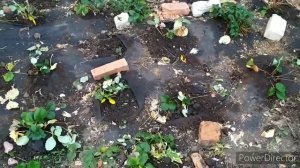 ПЕРВЫЙ РАЗ ВЫШЕЛ ПРОДАВАТЬ ПРОДУКЦИЮ ЛПХ