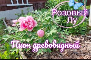 Пион древовидный розовый Лу
