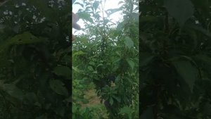 Слива Бербанк гигант. (Эльдорадо - оговорка).