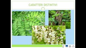 WEBINAR “FARMER SCIENTIST” / Specie aliena: ROBINIA -ROBINIA PSEUDOACACIA