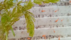 меченосцы чёрные альпа и ред альпа (красные из-под чёрных)