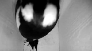 Дятел в скворечнике