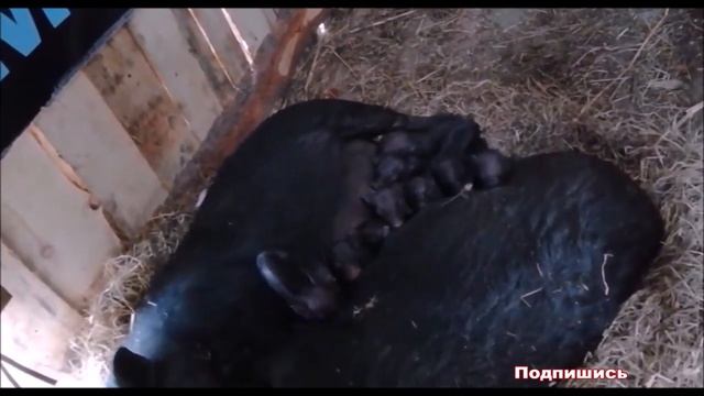 К чему снится СВИНЬЯ (ПОРОСЕНОК) | СОННИК смотреть онлайн