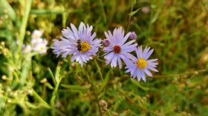 Как плести венок из осенних цветов | Payız güllərindən çələng