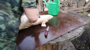 Молочный поросенок ???