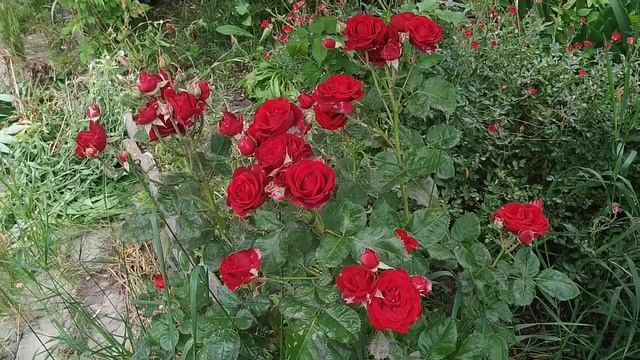 Розы релакс Часть 2 #видеодлярасслабления  #видеорелакс #видеодлядуши #медитация