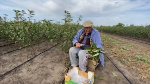 Окулировка подвоев в промышленных условиях.