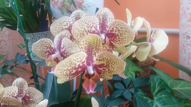 Цвітіння орхідей. Чудовий Phalaenopsis Charmer. смотреть онлайн