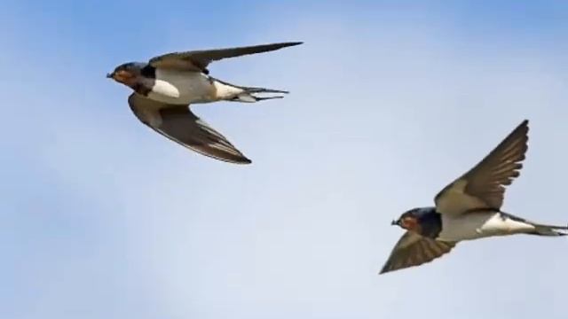 ВИА Лейся песня Ласточка смотреть онлайн