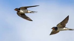 ВИА Лейся песня Ласточка