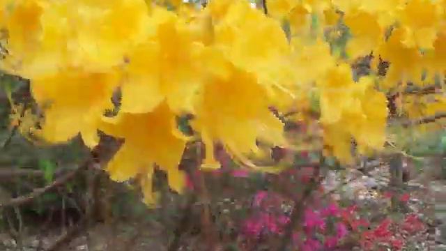Deciduous Azalea смотреть онлайн