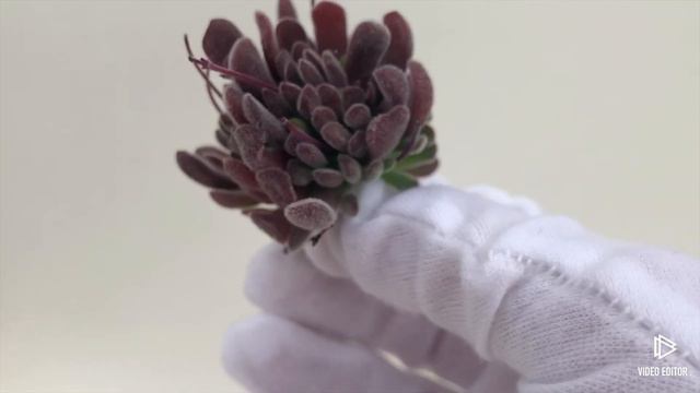 Crassula Pubescens (R)