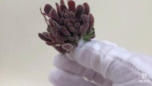 Crassula Pubescens (R)