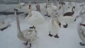 Дикие лебеди зимуют в Украине на реке. Подкармливаем птичек