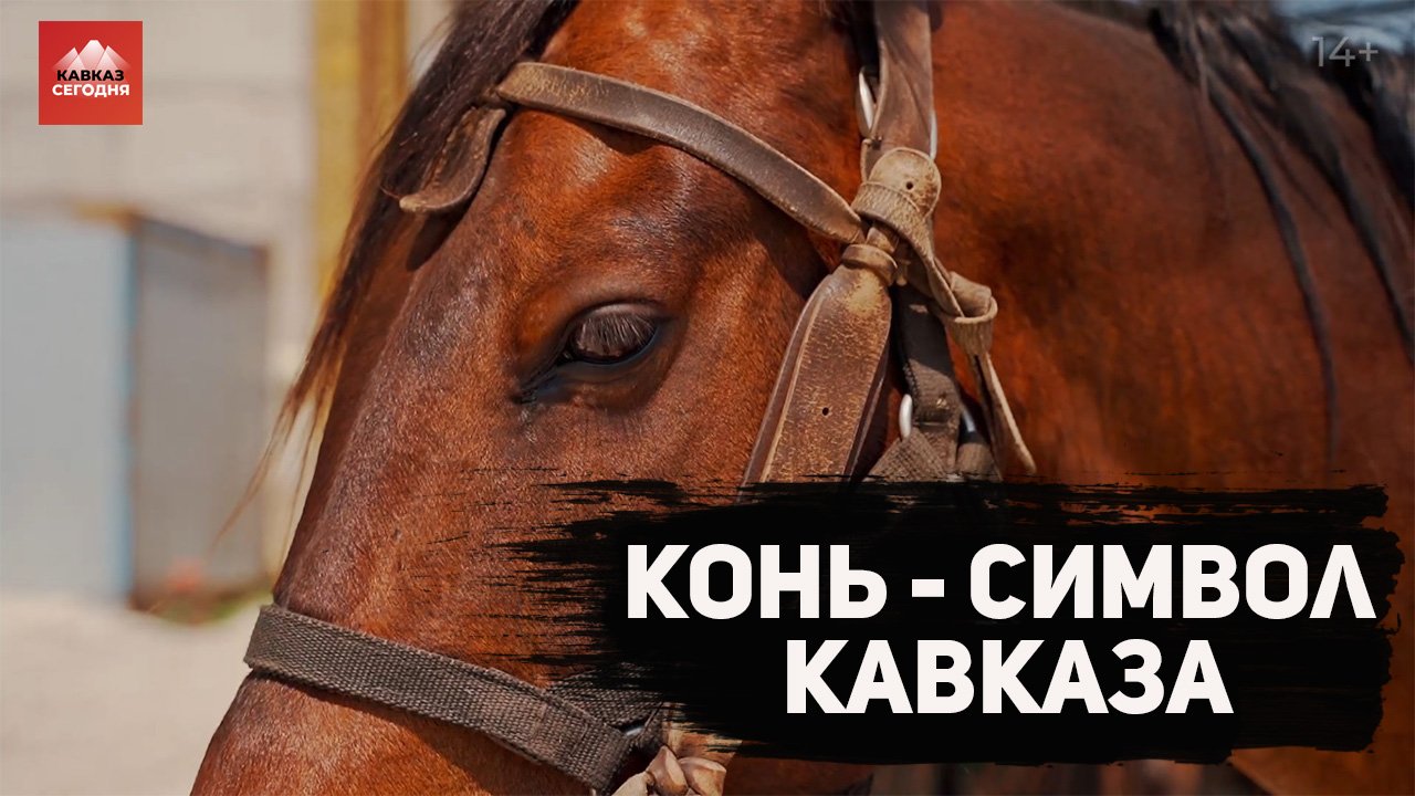 Конь – символ Кавказа