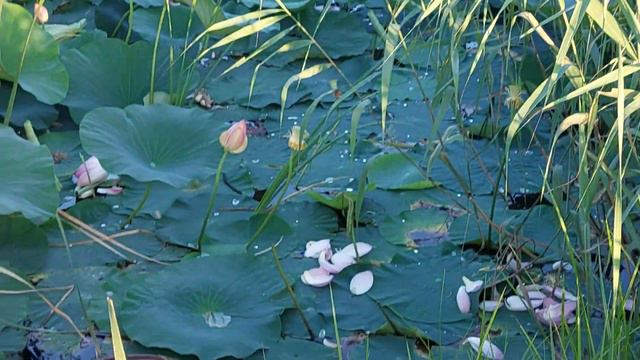 Лотосы Августа. Тавричанка 06.08.2022 ч.1 смотреть онлайн