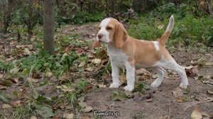 Мини бигль: американский и французский, разновидности