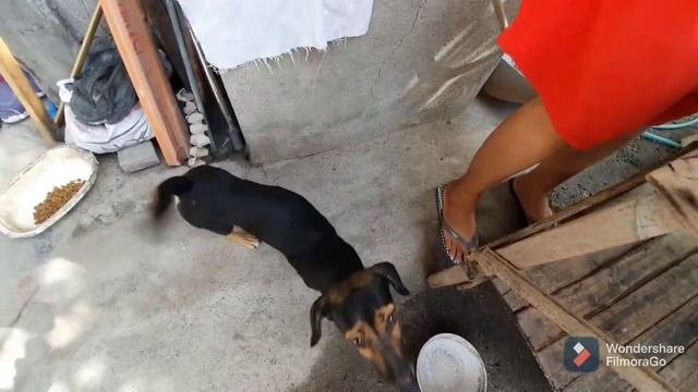 Drontal Oral Suspension Deworming Dogs - Home DIY