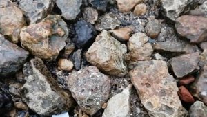 Интересные находки на берегу Азовского моря.