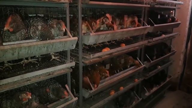 250 кур, заработок, реалии жизни, рентабельность!!!